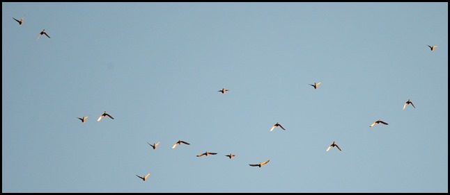DSC_2651 DSC_2651