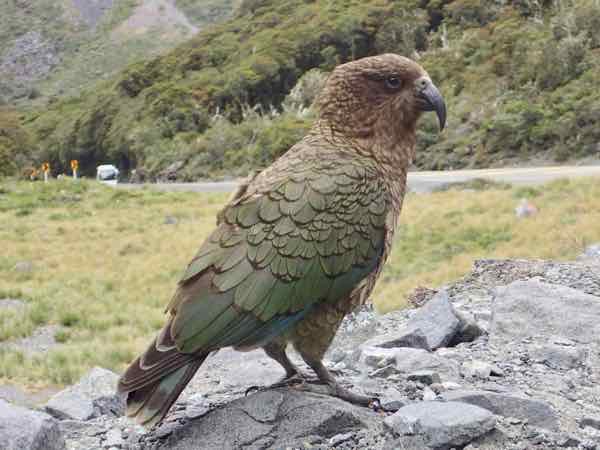 JPEG image