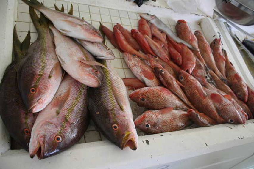 Poissons.JPG