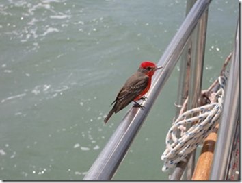 Sailing (45) Sailing (45)