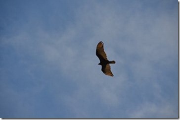 m_DSC_0275 m_DSC_0275