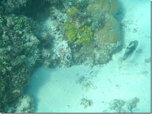 Fish 021 Fish 021