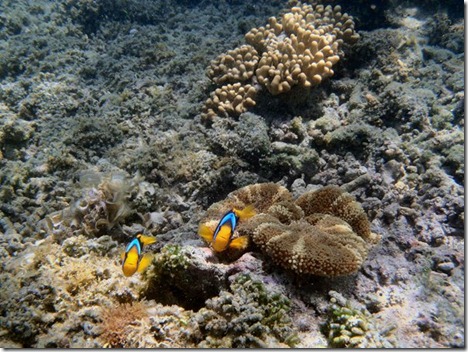 P6120115 Blue Clown Fish & Anem P6120115 Blue Clown Fish & Anem