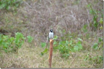 DSC_0946 DSC_0946