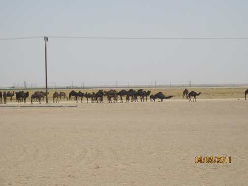 m_IMG_1173 - Copy.jpg
