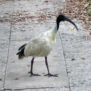 White ibis