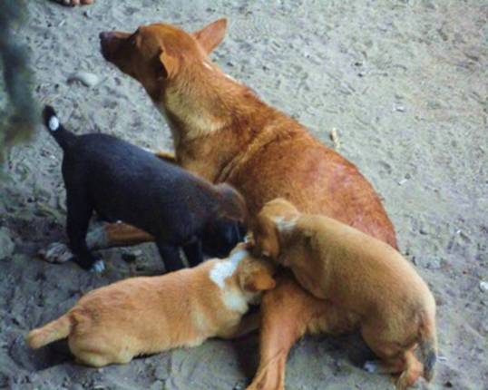 Pups feed time.jpg