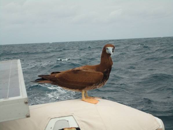 DSC02279 Brown booby again.jpg