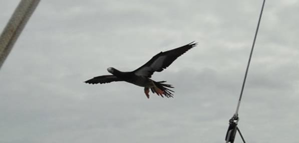 DSC02284 Flying in to land.jpg