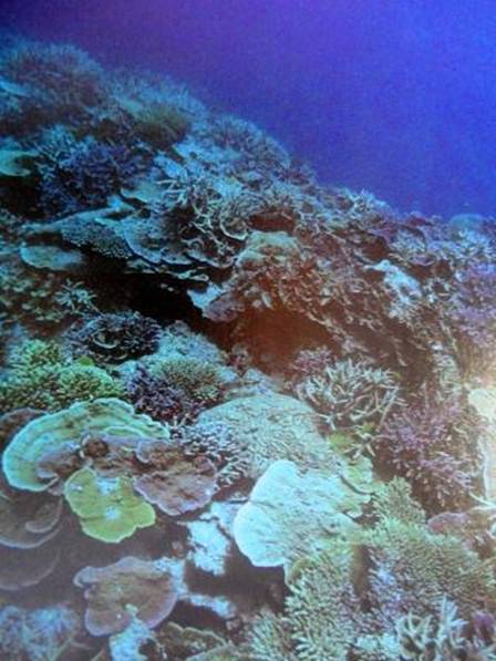 DSC02566 Coral beneath the boat.jpg