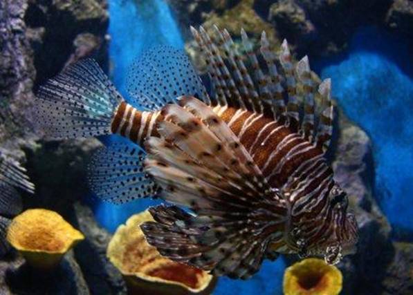 common22 lionfish.jpg