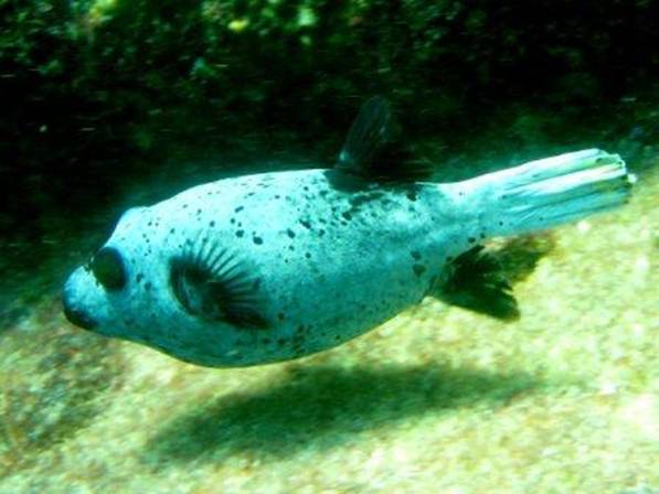 blackspotted06 puffer.jpg
