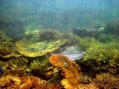 coral coral bed.jpg