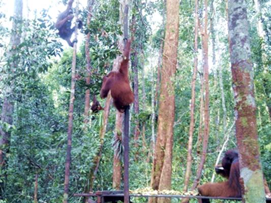 All Orang-utans.JPG