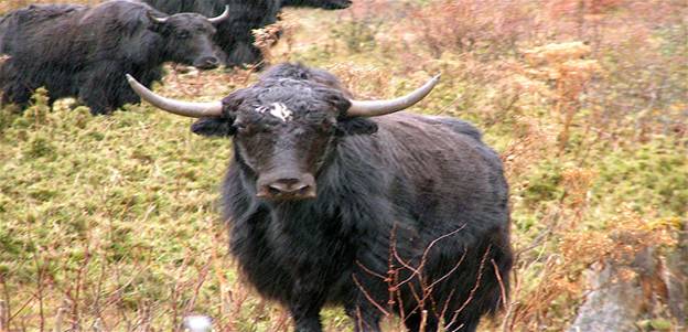 Description: Description: Curved Horn Yak.jpg