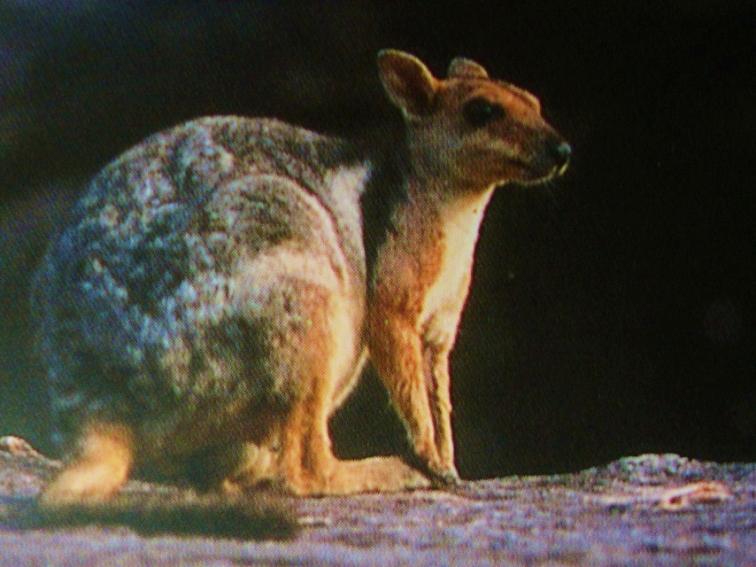 034 short eared rock wallby.JPG