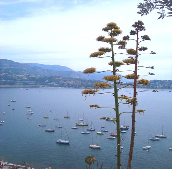 DSC04108 VilleFranche.JPG