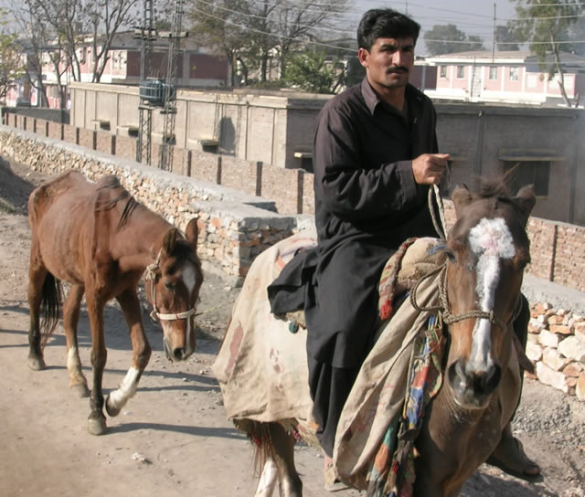 Two New Horses