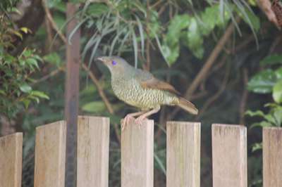 m_DSC_9359 F Satin Bowerbird (2).jpg