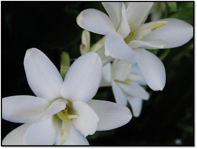 Description: C:\Users\Cheryl\Desktop\Indonesia\Flowers and Art\IMG_0095.JPG