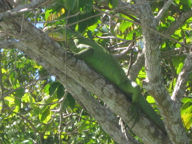 JPEG image