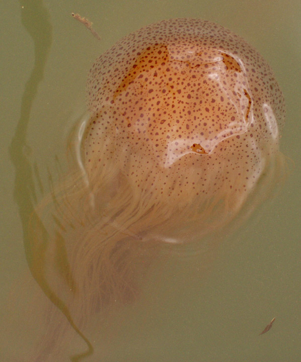 JPEG image