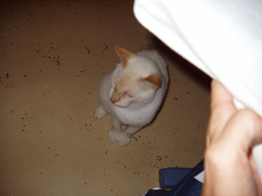 JPEG image