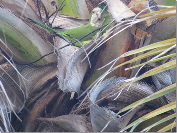 visasmallMonk Parrot in the palm trees in the yacht club groundsdavid