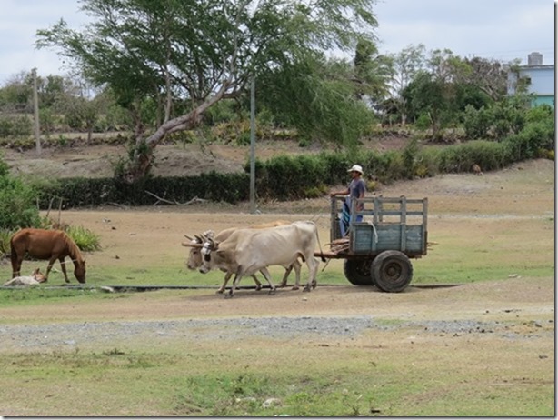 visasmallBullocks and cart, mare and foal, village green, Pueto de Vita villagedavid