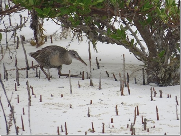 visasmallClapper Rail in the mangrove pond, Warderwick Caydavid