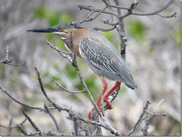 visasmallGreen Heron, Warderwick Caydavid