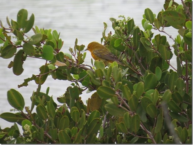 visasmallYellow Warbler, edge of Banshee Creekdavid