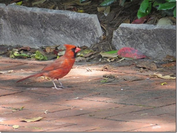 visasmallNorthern Cardinaldavid