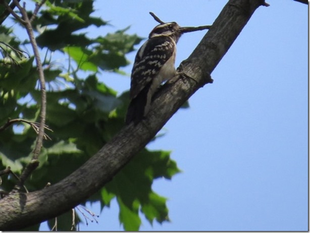 visasmallAnd a better view of the Downy Woodpecker in a residential areadavid