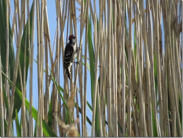 visasmallWoodpecker on reeds, probably Downydavid