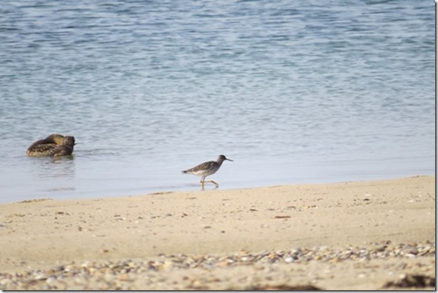 visasmallGreater Yellow Legs on the beach, Long Point, Cap Coddavid