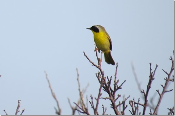 visasmallCommon Yellow Throat, Long Point, Cape Coddavid