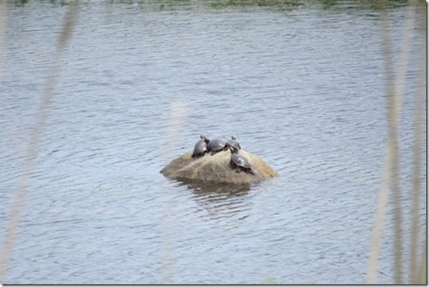 visasmallTurtles sunbathing in one of the many ponds, Block Islanddavid