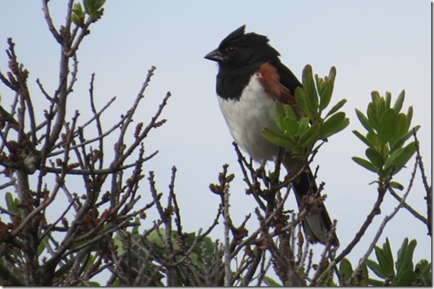 visasmallEastern Towheedavid