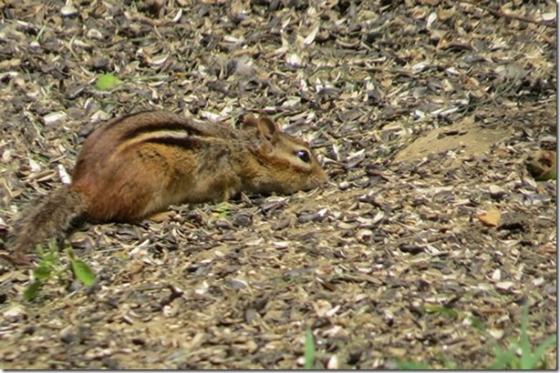 visasmallChipmonk in Mashomackdavid