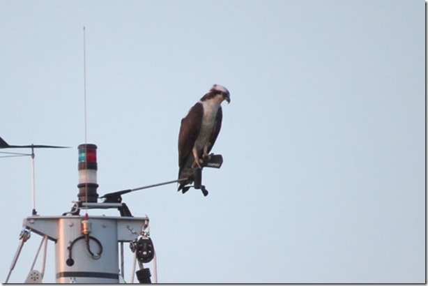 visasmallOsprey on the wind vane, evening lightdavid