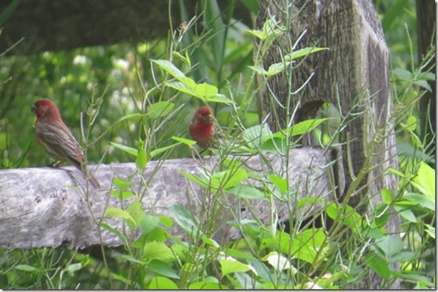 visasmall2 lovely House Finches, Mashomackdavid