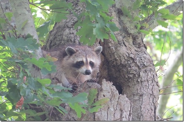 visasmallWe assumed this was a Racoon peering at us from up a treedavid