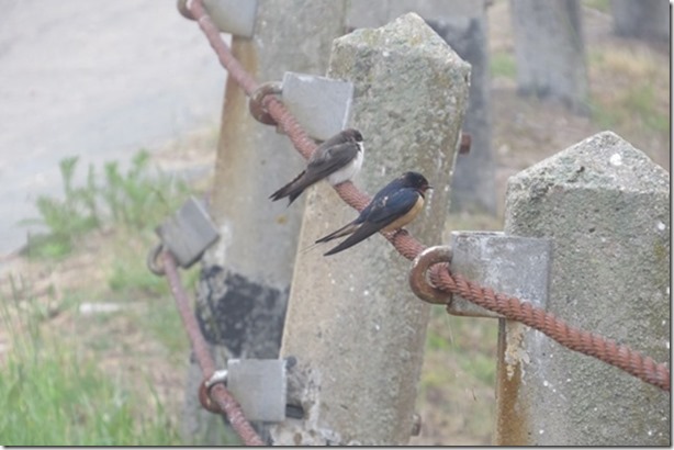 visasmallTwo cold swallows, evening walk on Cutty Hunkdavid