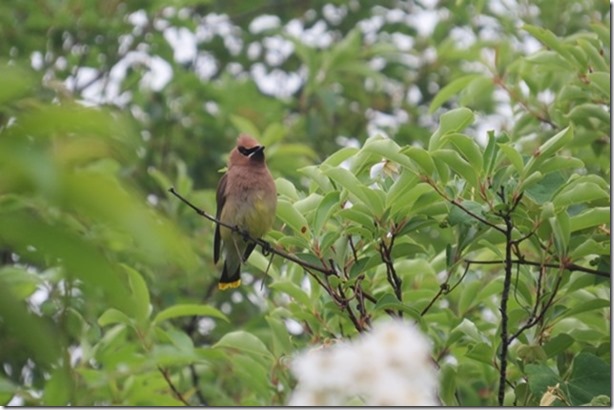 visasmallCedar Waxwing on Cutty Hunkdavid