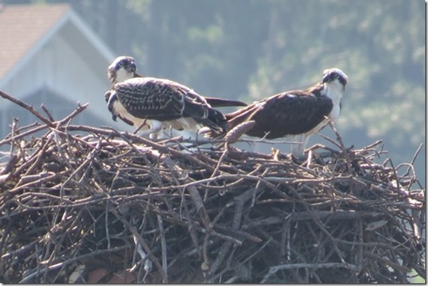 visasmallBreakfast time for the Osprey Chick, Severn Riverdavid