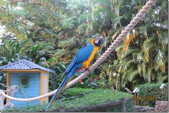 Very photogenic Macaw in the Gardens