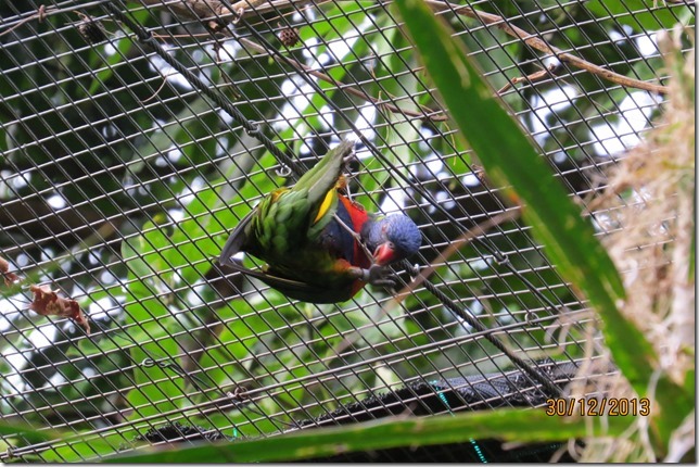 More Proper Parrot Behaviour