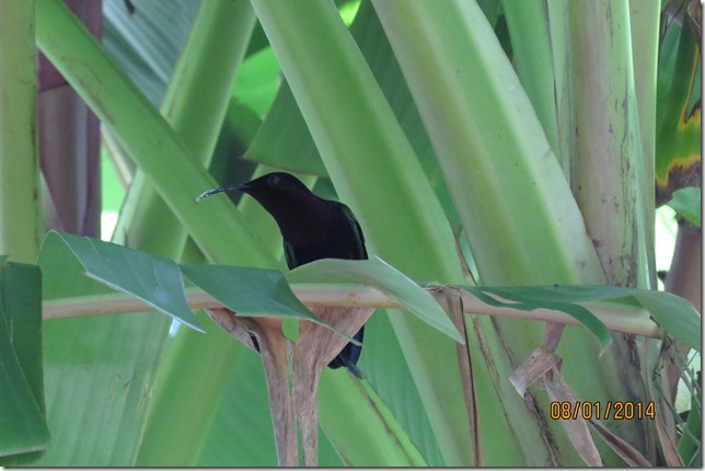 Purple or Ruby Throated Caribe, Deshaies