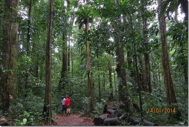 blogThe Syndicate Rainforest, raining